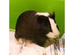 Adopt Theodore -- Bonded Buddies With Alvin And Simon a Guinea Pig