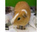 Adopt Simon -- Bonded Buddies With Alvin And Theodore a Guinea Pig