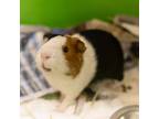 Adopt Alvin -- Bonded Buddies With Theodore And Simon a Guinea Pig