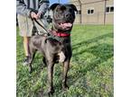 Adopt Magnus a American Staffordshire Terrier