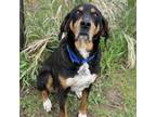 Adopt Dodge a Coonhound