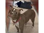 Adopt Conrad a Pit Bull Terrier, Mixed Breed