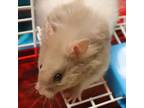 Adopt Rubble a Hamster