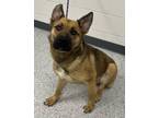 Adopt Rosco a German Shepherd Dog, Mixed Breed