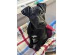 Adopt Koopa Troopa a Labrador Retriever, Cattle Dog