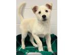 Adopt Beau a Labrador Retriever, Siberian Husky