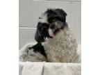 Adopt Hamlet a Shih Tzu, Mixed Breed