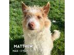 Adopt Matthew a Terrier, Mixed Breed