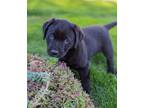 Adopt Alex a Rottweiler, Labrador Retriever