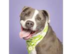 Adopt Phineas a Pit Bull Terrier, Mixed Breed