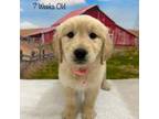 Golden Retriever Puppy for sale in Dinwiddie, VA, USA