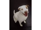Adopt Hal 41133 a Pointer, Pit Bull Terrier