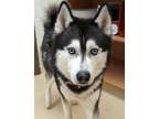 Adopt Ice 26550 a Siberian Husky