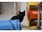 Adopt Sweet Pea a Domestic Short Hair