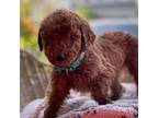 Goldendoodle Puppy for sale in Clermont, FL, USA