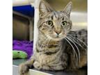 Adopt Oscar a Domestic Short Hair