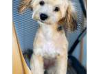 Mutt Puppy for sale in Waco, TX, USA