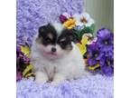 Pomeranian Puppy for sale in Ethelsville, AL, USA