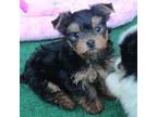 Yorkshire Terrier Puppy for sale in Ethelsville, AL, USA