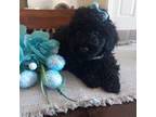 Toy poodle male