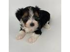 Yorkshire Terrier Puppy for sale in Batesburg, SC, USA