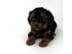 Yorkshire Terrier Puppy for sale in Batesburg, SC, USA