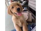 Golden Retriever Puppy for sale in Tampa, FL, USA