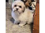 Shih-Poo Puppy for sale in Rockford, IL, USA