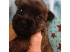 Cairn Terrier Puppy for sale in Mansfield, MO, USA