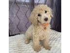 Goldendoodle