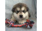 Alaskan Malamute Puppy for sale in Montezuma, KS, USA