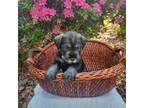Mini Whoodle (Wheaten Terrier/Miniature Poodle) Puppy for sale in Mcdonough, GA, USA