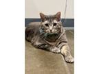 Adopt Samson a American Shorthair, Domestic Short Hair