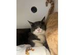 Adopt Gavin a Domestic Short Hair