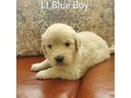 Golden Retriever Puppy for sale in Linden, NC, USA