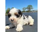 Yorkshire Terrier Puppy for sale in Lone Oak, TX, USA