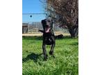 Adopt Hayes a Black Labrador Retriever, Mixed Breed