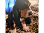 Basset Hound Puppy for sale in Salineville, OH, USA