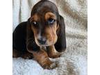 Basset Hound Puppy for sale in Salineville, OH, USA