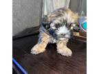 Shih-Poo Puppy for sale in Dwight, NE, USA