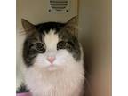 Adopt Darwin a Domestic Medium Hair