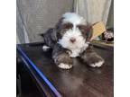 Shih-Poo Puppy for sale in Dwight, NE, USA