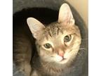 Adopt Chandler a Domestic Short Hair