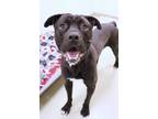 Adopt Hero a Pit Bull Terrier, Mixed Breed