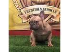 French Bulldog Puppy for sale in Hollywood, FL, USA