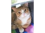 Adopt Squishy Paws a Domestic Short Hair