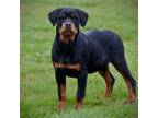 Rottweiler Puppy for sale in Shelton, WA, USA