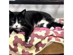 Adopt Sylvester Stallone a Domestic Short Hair