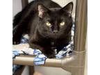 Adopt Boden a Domestic Short Hair