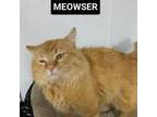 Adopt Meowser a Domestic Long Hair